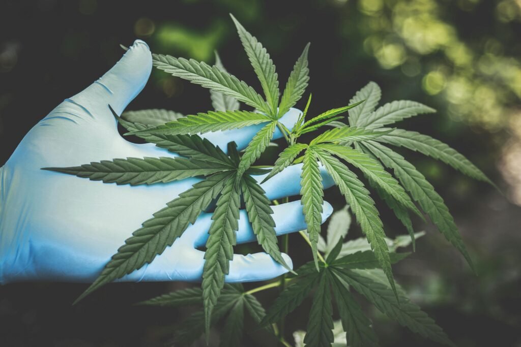 pexels-photo-2178565-2178565 A hand in gloves holds fresh cannabis leaves outdoors, highlighting natural growth.